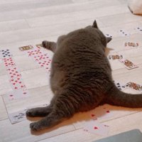 猫とトランプ