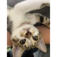 眠る猫