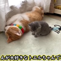 仰向けの成猫の隣に座る子猫