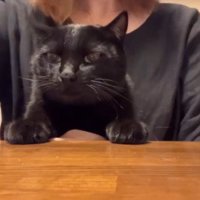 飼い主の膝の上に座る猫