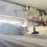 息子さんにくっついている猫