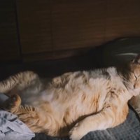 寝ている猫