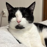 室内にいる猫