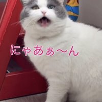 一生懸命鳴くブリティッシュショートヘア