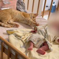 赤ちゃんに手を伸ばす猫2