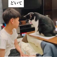宿題の邪魔をする猫