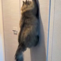 右前足を出して壁に飛びつく猫