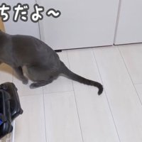 こっちだよというハムちゃん