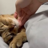 顎をなでなで