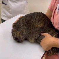 近づく獣医師