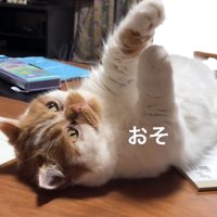 手を伸ばす猫