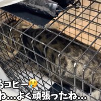 保護された野良猫