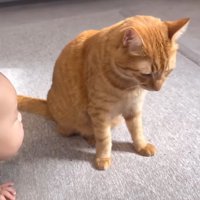 俯くとらまるくん