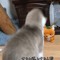 飛び上がる猫