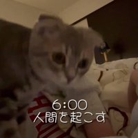 人間を起こす猫