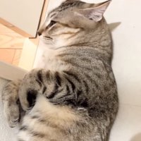 横を向く猫