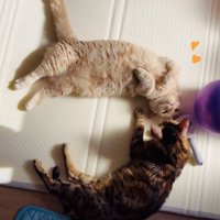 マットの上で一緒に寝るマンチカンとミックス猫