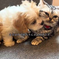 身を寄せ合う犬と猫