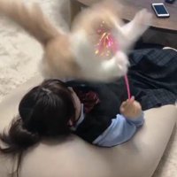 猫じゃらしで遊ぶ女の子と猫