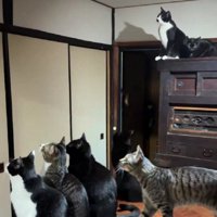 蛾を見る猫たち