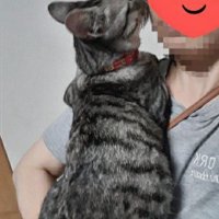 抱っこされて飼い主の顔に顔を近づけている猫
