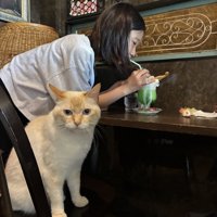 喫茶店のカウンター席に座る猫と立ったままドリンクを飲むお客さん