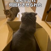 段ボールの中に座っている猫と見ている猫