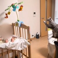プーメリーを見る2匹の猫2