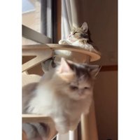 キャットタワーにいる猫