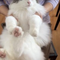 抱っこされる猫