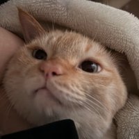 布団の中から飼い主を見つめる猫