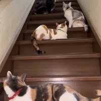 階段上に現れた猫