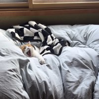 あくびをするミケ