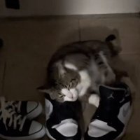 顔を擦り付ける猫
