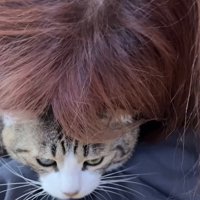 投稿主さんにバックハグされるキジ白猫