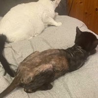 2匹の猫の後ろ姿