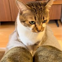 動かない猫