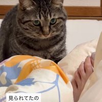 顔を上げる猫