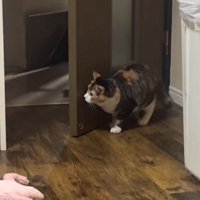 ドアの裏に身を潜める三毛猫