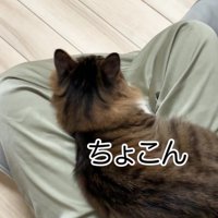 飼い主の膝の上に座る長毛猫を上から見下ろした様子
