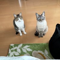 座っている猫2匹