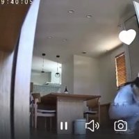 人の横に着地する猫