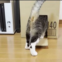 オデコちゃんも参戦