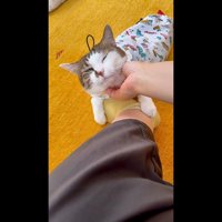 顎下をなでなで