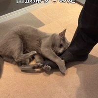 飼い主の足にしがみつく猫