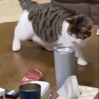 距離をとるねこ