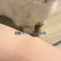 飼い主さんを睨むミヌエット