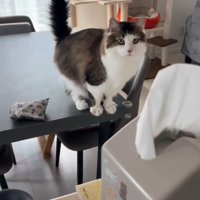机の右端に座る猫