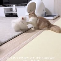犬に向かって左前足を伸ばしている猫
