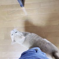 近づいてくる別の猫